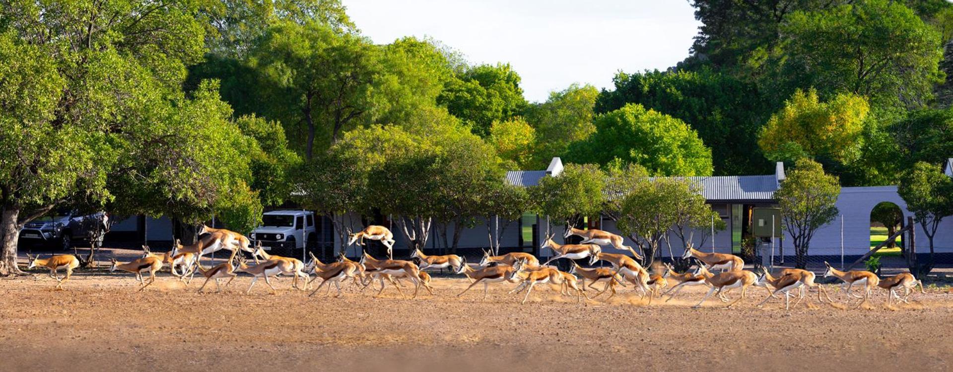 Merino Inn Hotel Colesberg Exteriör bild